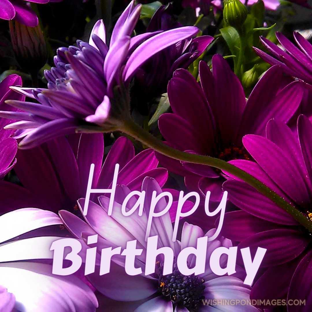 Close-up of a beautiful purple flower. Happy Birthday Purple Flower Images